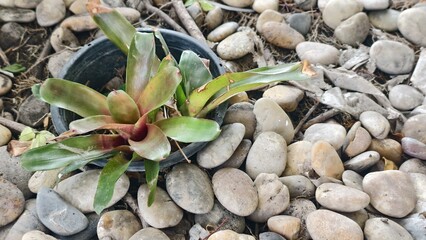 Green Plant Breaking Through Stones in a Garden Setting with Natural Surroundings and Outdoor Atmosphere