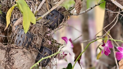Vibrant Orchids Growing on Tree Branches with Planting Pots and Roots in a Natural Habitat Setting