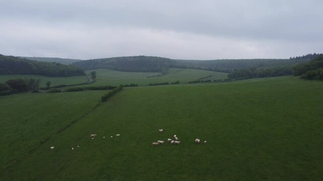 Traveling a&eacute;rien sur vaches au pr&eacute;