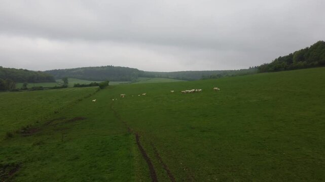 Vue a&eacute;rienne de vaches charolaises