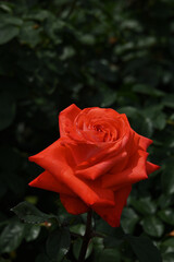 赤いバラ