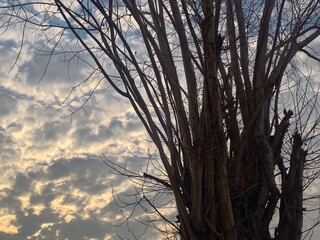 Silhouette of Bare Tree Against Dramatic Sky with Clouds at Dusk in Nature's Serene Embrace