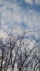 Bare Branches Against a Blue Sky with Clouds in the Background Capturing Nature's Serene Beauty