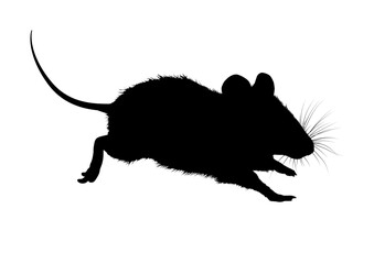 Mouse silhouette, outline – vector illustration