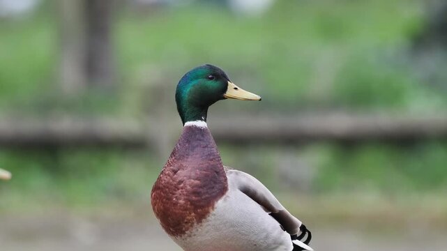 Canard colvert m&acirc;le (Anas platyrhynchos) debout au sol, plumage nuptial color&eacute; et d&eacute;taill&eacute;