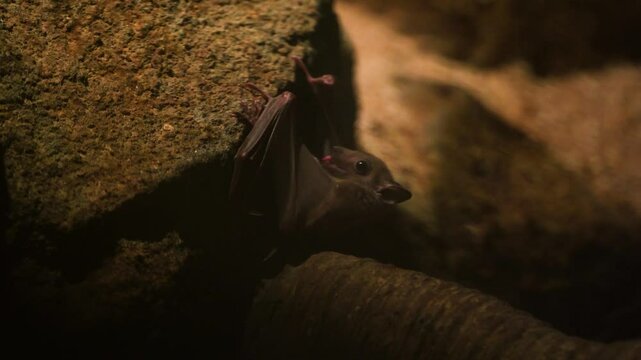 A bat in a cave hangs upside down and eats food. The bat hunted prey.
