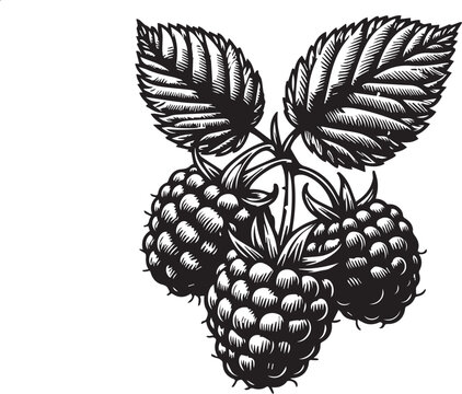 recommend clip art: Raspberry vector black and white illustrations hand drawn with ink. Berries of raspberry silhouette vector.