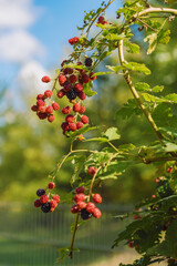 Wild blackberries ripening on the branch with various stages from red to deep purple