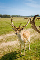 Majestic fallow deer buck with impressive antlers standing in open meadow