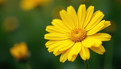 Close-up vibrant yellow daisy head, delicate petals , wildflower, fresh