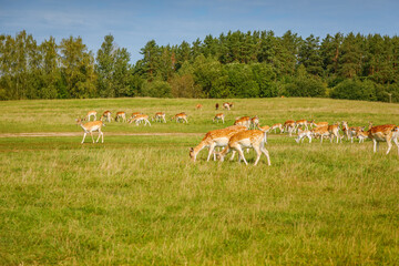 A peaceful meadow with several graceful deer grazing among tall grass