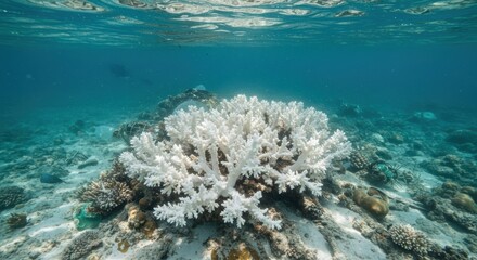 Bleached coral reef underwater scene
