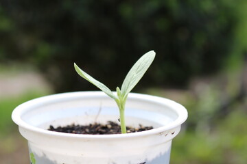 young  watermelon sprouts in a glass, grown on a windowsill at home