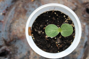 young watermelon sprouts in a glass, grown on a windowsill at home