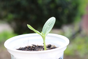 young  watermelon sprouts in a glass, grown on a windowsill at home