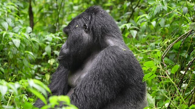 silverback male mountain gorilla in the bwindi impenetrable forest national park in Uganda, Africa