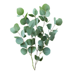 Eucalyptus sprig green leaves botanical beauty nature plant