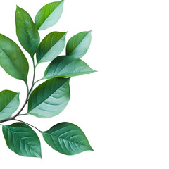 Lush Green Branch Isolated on Black Background,