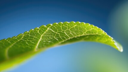 Close-up of vibrant green leaf