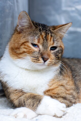 A Sleepy Calico Cat is Relaxing in a Cozy Spot, Enjoying Its Peaceful and Serene Environment