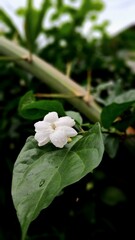 Jasmine flower, dew, and green leaf in fresh morning