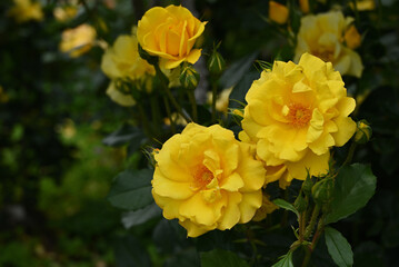 黄色いバラ