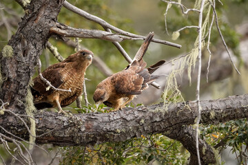 Two chimango caracara perch on a tree branch