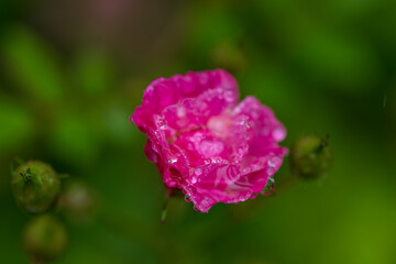 しずくに濡れて咲くミニバラ
