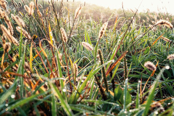 Beautiful autumn nature background with wild grasses on an autumn meadow at sunrise. Macro image, shallow depth of field.