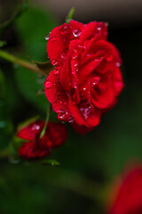 しずくに濡れて咲くミニバラ