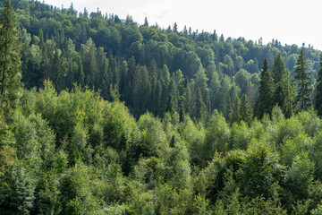 Green forest trees. Nature background.