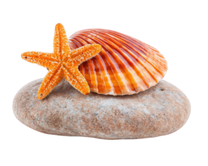 Vibrant seashell and starfish are beautifully arranged on smooth stone, creating perfect beach themed decor item. This composition evokes sense of tranquility and coastal charm