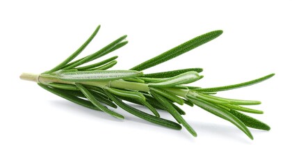 Fototapeta premium Fresh Rosemary Sprig: Culinary Herb, Aromatic Plant
