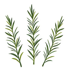 Fototapeta premium Fresh rosemary herb leaves with green color and natural texture for cooking,cut out