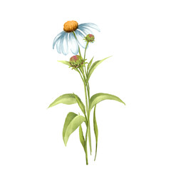 Hand-Painted Daisy Flower Illustration