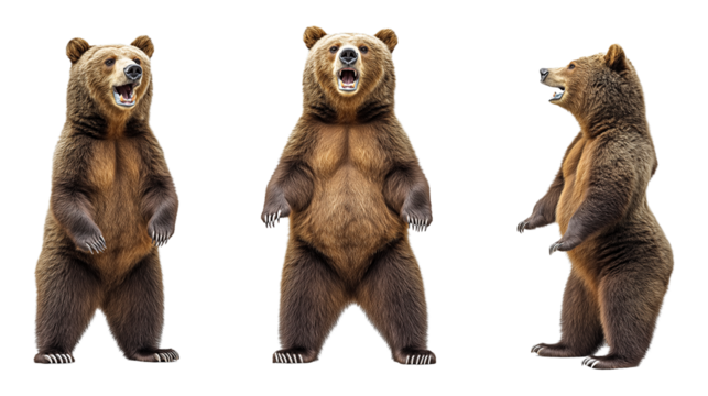 A grizzly bear standing upright, various angles and poses,