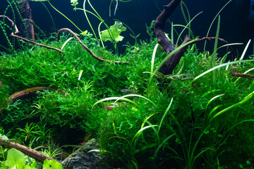 green algae in an aquarium