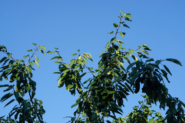 green leaves on blue sky