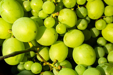 green grapes on the vine