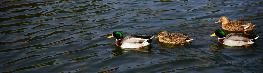 Mallard Ducks Swimming