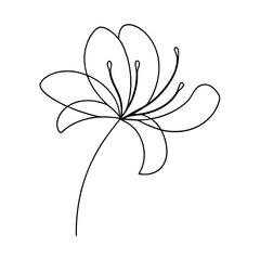 Elegant single line drawing of a beautiful blooming lily flower on white