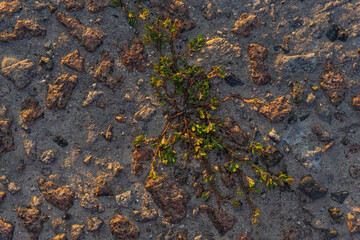 lichen on stone