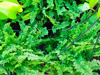 green fern leaves