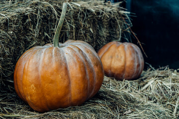 pumpkins on hay