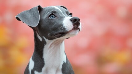 Adorable Blue-Eyed Puppy: A Portrait of Innocence and Playfulness