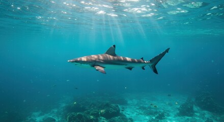 A great white shark in the ocean looking for prey