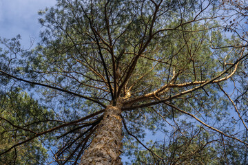 tree in the sky
