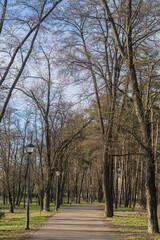 Naklejka premium trees in the park in autumn
