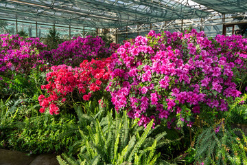 Azalea bud flower. Rhododendron plant in garden. Floral background. Pink bush. Gardening