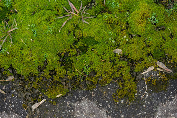 green moss on the rock